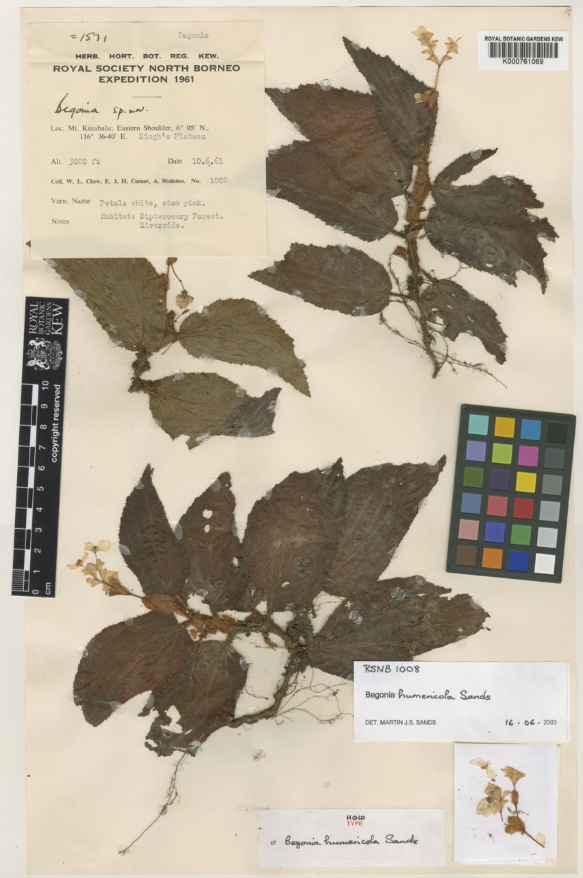B. humericola